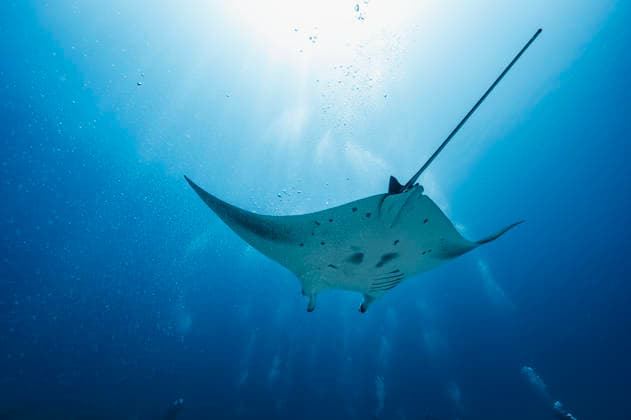 Creative Highlights World Manta ray at the Indian Ocean in the southern Maldives Addu City, Addu City, Maldives CR_THHE260417B-1979371-01
