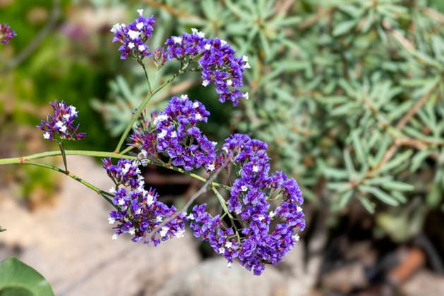 Hoeckeriger Beach lilac Limonium tuberculatum , Flower stand, Canary Islands, Gran Canaria, Maspalomas Sea Lavender Limonium tuberculatum , inflorescence, Canary Iceland, Gran Canaria, Maspalomas BLWS746176 Copyright: xblickwinkel M.xWoikex