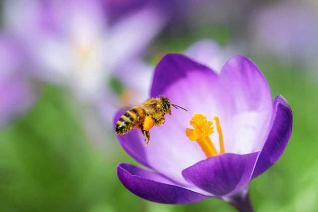 Macro of a bee flying to a purple crocus flower blossom Copyright: xmanfredxyx Panthermedia102275940.jpg