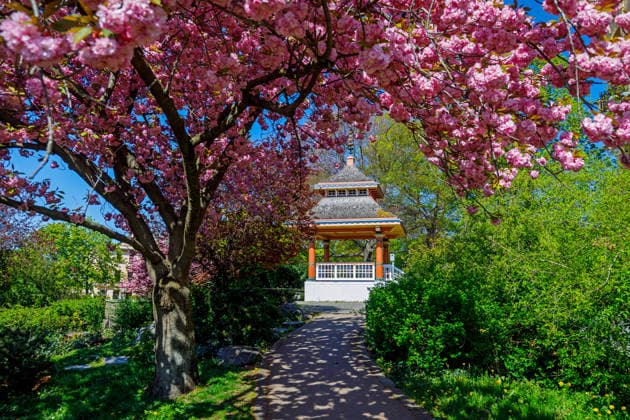 Spring in Cottbus DEU Germany Brandenburg Cottbus, 22 04 2026, Spring weather in Cottbus, pink cherry trees ornamental cherry blossom at the Japanese tea house in Cottbus city center AF_Cottbus_30327