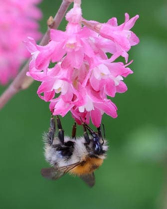 21 04 2026, insect world in the garden, Munich in the picture wild bee on bluette