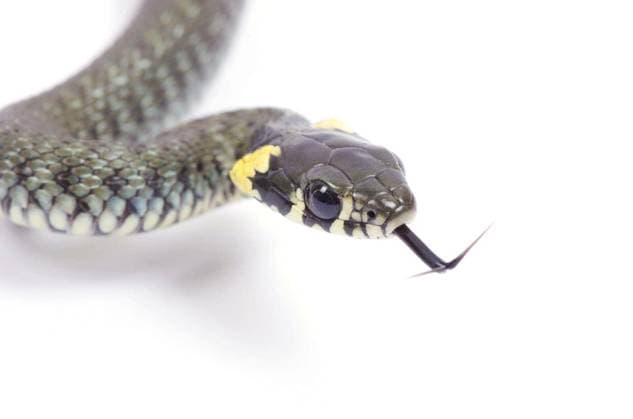 snake isolated on white background Copyright: xPakhnyushchyyx Panthermedia69734142.jpg