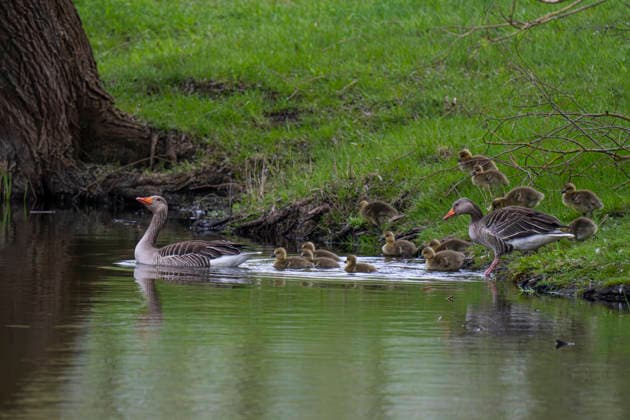 Greylag geese Anser anser with offspring in the Mühlensee in Vehlefanz district of Oberhavel in the Nauen Brieselang Krämer nature reserve