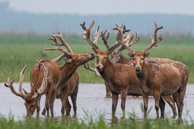 (260425) -- BEIJING, April 25, 2026 -- This photo taken on April 24, 2026 shows milu deer at Shishou Milu Deer National Nature Reserve in central China s Hubei Province. Close to the Yangtze River, the Shishou Milu Deer National Nature Reserve has a complete wetland ecosystem and vast pastureland, which is an ideal habitat for milu deer. After years of efforts by protectors and continuous improvement of the local ecological environment, the population of milu deer at the nature reserve has reached 2,901 by the end of 2025. ) XINHUA PHOTOS OF THE DAY WuxZhizun 