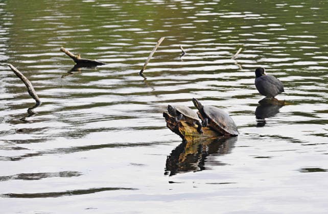 24 04 2026, Berlin Germany Volkspark Jungfernheide with turtles in the Jungfernheide pond