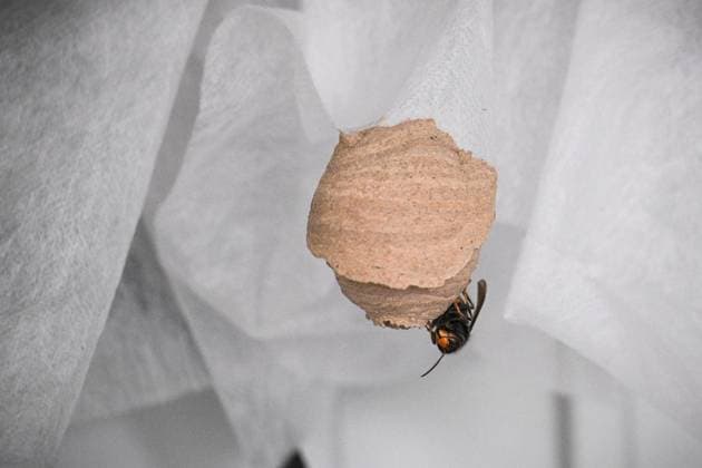 Asian hornet FOR EDITORIAL PURPOSES ONLY EDITORIAL USE ONLY p The nest of an Asian hornet on April 24, 2026 in Essen Ulf Brinkmann is a wasp and hornet consultant at the district beekeepers association and part of a control team that goes out into gardens on request and Copyright: SocratesxTassos doc85klxbrzsoxm2txhto3 ,EDITORIAL USE ONLY Copyright: SocratesxTassos