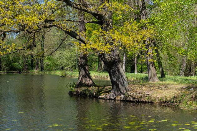 In the castle park in Lübbenau district of Upper Spreewald Lusatia in the Spreewald biosphere reserve