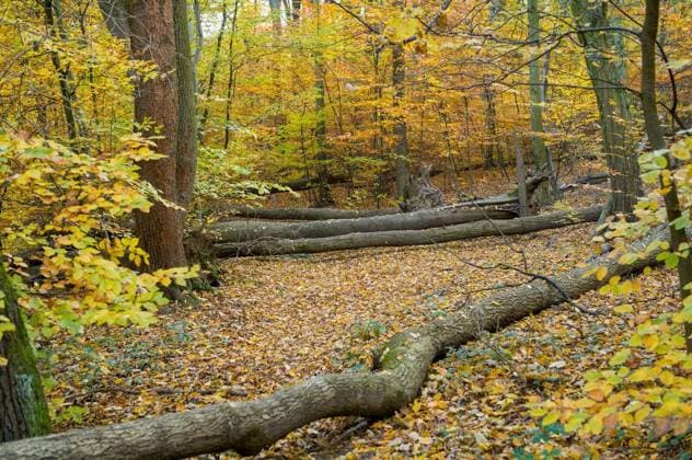 A fallen tree trunk lies across a forest floor covered in autumn leaves. The trees are changing color, indicating the season is fall. The tree fell due to natural causes. Copyright: xPammy1140_1x Panthermedia100736776.jpg