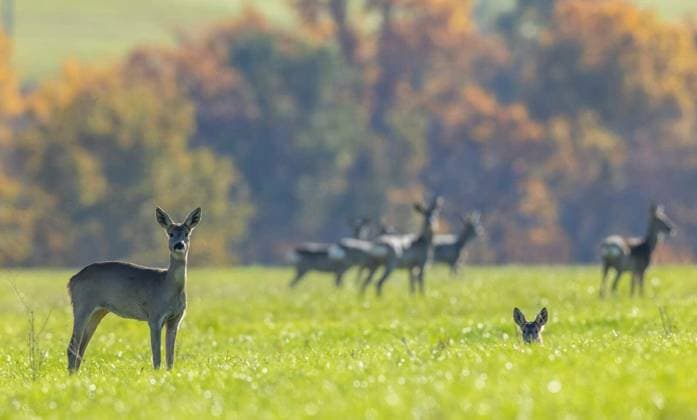 Roe deer standing in a vibrant green meadow, observing, with more deer and an autumn forest in the background Copyright: xphbcz_1x Panthermedia101748960.jpg