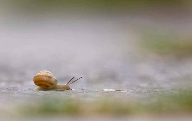 Snail crawling across a path, symbolizing slow progress and perseverance in Hovorany, Czechia Copyright: xphbcz_1x Panthermedia102296708.jpg