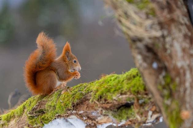Red squirrel foraging for food on a moss covered branch in the winter forest of Kubochna, Slovakia Copyright: xphbcz_1x Panthermedia102335058.jpg