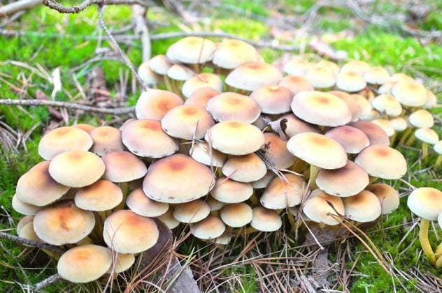 A large cluster of growing sulfur tuft mushrooms (Hypholoma) in an autumnal forest on green moss and pine needles. Focus on the structure of the caps. Copyright: xMartinKoebschx Panthermedia103036348.jpg