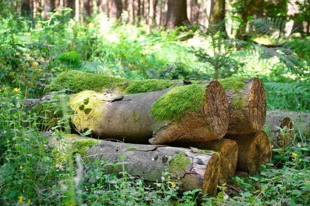 Moss-covered tree trunks in the forest, stacks of wood in green nature under sunlight. Copyright: xMartinKoebschx Panthermedia103036388.jpg