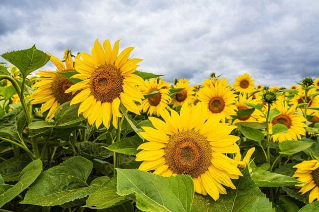 Sunflower field between Staebelow and Clausdorf near Rostock, Germany. Copyright: xRicoKx Panthermedia103091680.jpg