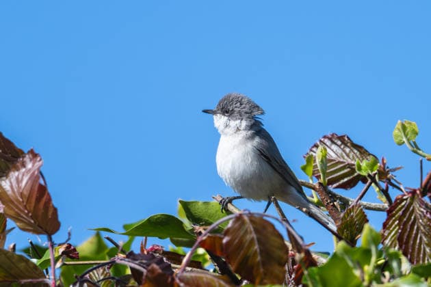 Rattling warbler sitting on a branch of a copper beech with ivy, garden, Wilnsdorf, Siegerland, North Rhine-Westphalia, Germany, 29 4 2026 Copyright: xDirkxManderbachx