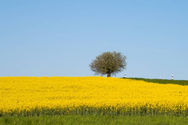 Rape field, Flowering Landscape with Tree, yellow Flowers, blue Heaven, Agriculture at Spring, Rural Area in Germany, cultivated Arable land 1133606837