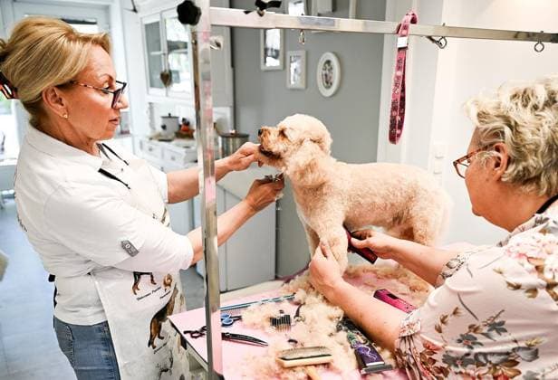 Dog grooming salon in Oberhausen FOR EDITORIAL PURPOSES ONLY EDITORIAL USE ONLY p Iris Lattka , operator of the dog grooming salon on Holtener Marktplatz in Oberhausen gives tips on how to care for your dogs hair on Wednesday 29 04 2026 With In the picture Pia Bautz right Germany Oberhausen Copyright GerdxWallhorn Copyright: GerdxWallhorn doc85mnshqra346x9xqdr3 ,EDITORIAL USE ONLY Copyright: GerdxWallhorn