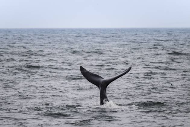 Atlantischer Nordkaper (Eubalaena glacialis), Flosse aus dem Wasser, Hermanus, Südafrika North Atlantic right whale (Eubalaena glacialis), fin from the water, Hermanus, South Africa Copyright: imageBROKER MoritzxWolf ibxmmw17321748.jpg