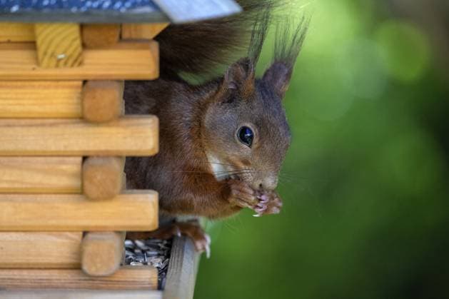 Europäisches Eichhörnchen (Sciurus vulgaris), sitzt in Vogelhäuschen, frisst Vogelfutter, Sonnenblumenkerne, Stuttgart, Baden-Württemberg, Deutschland Eurasian red squirrel (Sciurus vulgaris), sitting in bird house, eating bird food, sunflower seeds, Stuttgart, Baden-Württemberg, Germany Copyright: imageBROKER MichaelxWeber ibximw17552920.jpg ,model released, Symbolfoto ,property released