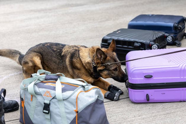 Interstate large-scale inspection for Security Day in Middle Franconia, Heilsbronn, 06 05 2026 A customs service dog checks several pieces of luggage at a large-scale inspection point on the A6 highway in Middle Franconia The inspection is part of the inter-agency heavy goods inspection Heilsbronn Bavaria Germany 20260506-1V9A7826-M4000