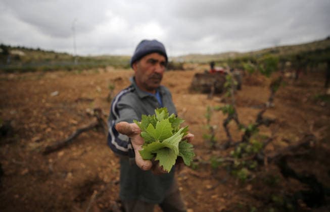 (260506) -- HEBRON, May 6, 2026 -- A Palestinian man inspects damaged grapevines after the Israeli forces uprooted hundreds of grapevines, in the Al-Buq a area, east of the West Bank city of Hebron, on May 6, 2026. Israeli forces have continued for several days to uproot hundreds of grapevines from Palestinian-owned land in the Al-Buq a area, east of Hebron, using heavy machinery to expand the so-called Route 60 settlement road. (Photo by Xinhua) MIDEAST-WEST BANK-HEBRON-GRAPEVINES-DAMAGE MamounxWazwaz 