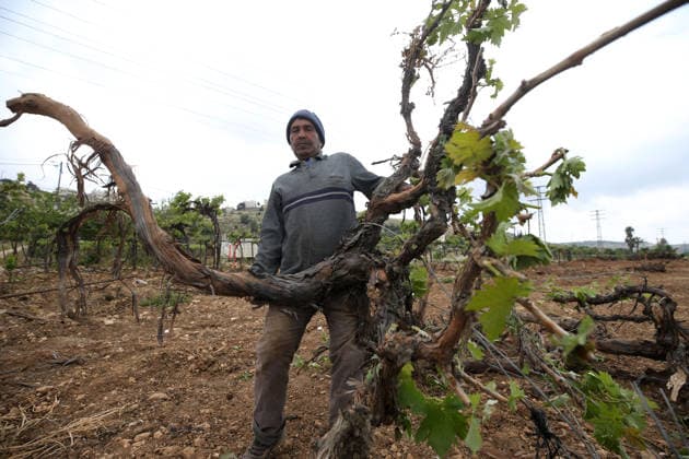 (260506) -- HEBRON, May 6, 2026 -- A Palestinian man inspects damaged grapevines after the Israeli forces uprooted hundreds of grapevines, in the Al-Buq a area, east of the West Bank city of Hebron, on May 6, 2026. Israeli forces have continued for several days to uproot hundreds of grapevines from Palestinian-owned land in the Al-Buq a area, east of Hebron, using heavy machinery to expand the so-called Route 60 settlement road. (Photo by Xinhua) MIDEAST-WEST BANK-HEBRON-GRAPEVINES-DAMAGE MamounxWazwaz 