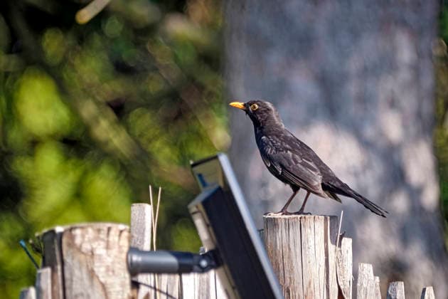 Blackbird Turdus merula or Black Thrush Blackbird Turdus merula or Black Thrush 20260505MIC0182