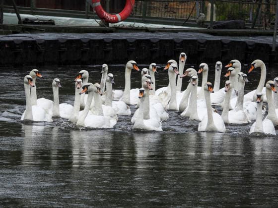 CNTV SCHWAENE The Hamburg Alster swans are back on Hamburgs waters of the Alster 12 05 2026 Hamburg The animals were only released from their winter quarters today because of bird flu Swan father Olaf Nies and his team will lead the animals to freedom The swans will be led along the usual rou