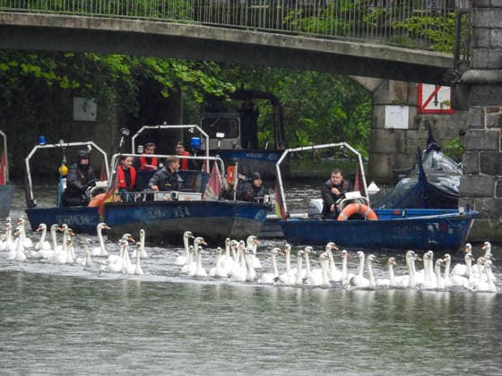 CNTV SCHWAENE The Hamburg Alster swans are back on Hamburgs waters of the Alster 12 05 2026 Hamburg The animals were only released from their winter quarters today because of bird flu Swan father Olaf Nies and his team will lead the animals to freedom The swans will be led along the usual rou