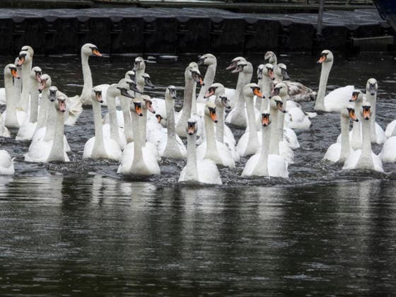 CNTV SCHWAENE The Hamburg Alster swans are back on Hamburgs waters of the Alster 12 05 2026 Hamburg The animals were only released from their winter quarters today because of bird flu Swan father Olaf Nies and his team will lead the animals to freedom The swans will be led along the usual rou