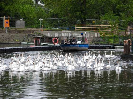 CNTV SCHWAENE The Hamburg Alster swans are back on Hamburgs waters of the Alster 12 05 2026 Hamburg The animals were only released from their winter quarters today because of bird flu Swan father Olaf Nies and his team will lead the animals to freedom The swans will be led along the usual rou