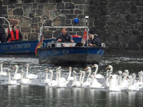 CNTV SCHWAENE The Hamburg Alster swans are back on Hamburgs waters of the Alster 12 05 2026 Hamburg The animals were only released from their winter quarters today because of bird flu Swan father Olaf Nies and his team will lead the animals to freedom The swans will be led along the usual rou
