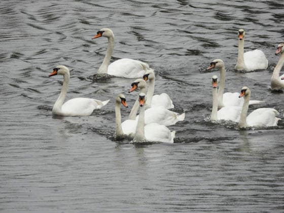 CNTV SCHWAENE The Hamburg Alster swans are back on Hamburgs waters of the Alster 12 05 2026 Hamburg The animals were only released from their winter quarters today because of bird flu Swan father Olaf Nies and his team will lead the animals to freedom The swans will be led along the usual rou