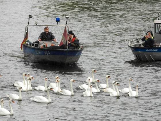 CNTV SCHWAENE The Hamburg Alster swans are back on Hamburgs waters of the Alster 12 05 2026 Hamburg The animals were only released from their winter quarters today because of bird flu Swan father Olaf Nies and his team will lead the animals to freedom The swans will be led along the usual rou