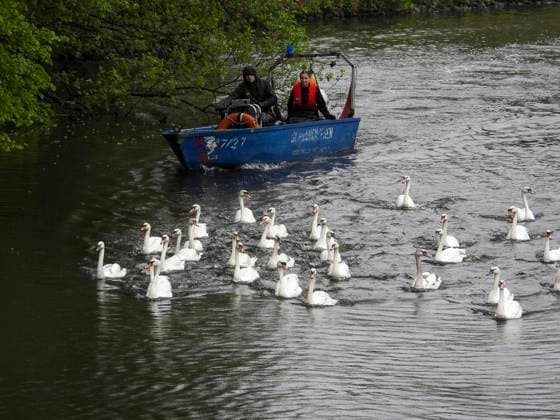 CNTV SCHWAENE The Hamburg Alster swans are back on Hamburgs waters of the Alster 12 05 2026 Hamburg The animals were only released from their winter quarters today because of bird flu Swan father Olaf Nies and his team will lead the animals to freedom The swans will be led along the usual rou