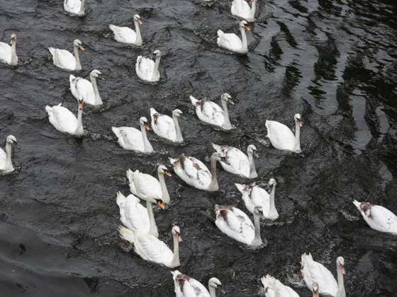 CNTV SCHWAENE The Hamburg Alster swans are back on Hamburgs waters of the Alster 12 05 2026 Hamburg The animals were only released from their winter quarters today because of bird flu Swan father Olaf Nies and his team will lead the animals to freedom The swans will be led along the usual rou