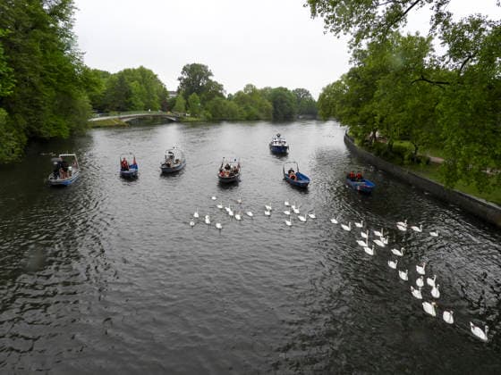 CNTV SCHWAENE The Hamburg Alster swans are back on Hamburgs waters of the Alster 12 05 2026 Hamburg The animals were only released from their winter quarters today because of bird flu Swan father Olaf Nies and his team will lead the animals to freedom The swans will be led along the usual rou