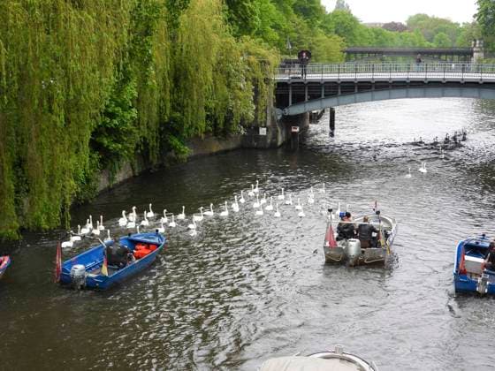 CNTV SCHWAENE The Hamburg Alster swans are back on Hamburgs waters of the Alster 12 05 2026 Hamburg The animals were only released from their winter quarters today because of bird flu Swan father Olaf Nies and his team will lead the animals to freedom The swans will be led along the usual rou
