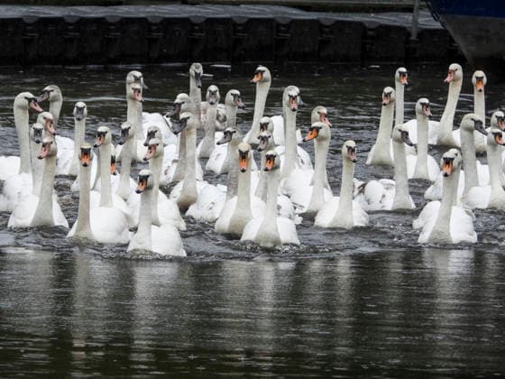 CNTV SCHWAENE The Hamburg Alster swans are back on Hamburgs waters of the Alster 12 05 2026 Hamburg The animals were only released from their winter quarters today due to the bird flu Swan father Olaf Nies and his team will lead the animals to freedom The swans will be led along the usual rou