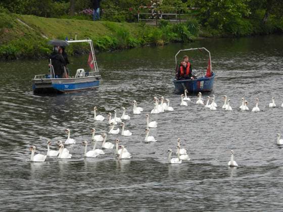 CNTV SCHWAENE The Hamburg Alster swans are back on Hamburgs waters of the Alster 12 05 2026 Hamburg The animals were only released from their winter quarters today due to the bird flu Swan father Olaf Nies and his team will lead the animals to freedom The swans will be led along the usual rou