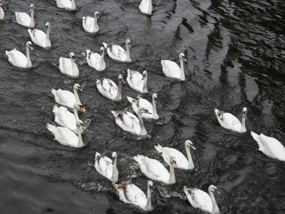 CNTV SCHWAENE The Hamburg Alster swans are back on Hamburgs waters of the Alster 12 05 2026 Hamburg The animals were only released from their winter quarters today due to the bird flu Swan father Olaf Nies and his team will lead the animals to freedom The swans will be led along the usual rou
