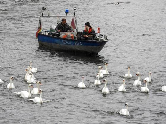 CNTV SCHWAENE The Hamburg Alster swans are back on Hamburgs waters of the Alster 12 05 2026 Hamburg The animals were only released from their winter quarters today due to the bird flu Swan father Olaf Nies and his team will lead the animals to freedom The swans will be led along the usual rou