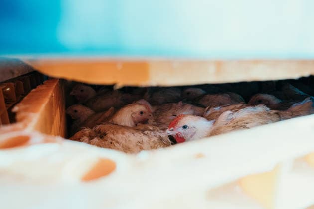 East London Chicken Save Animal rights activists with East London Chicken Save hold a vigil outside Kedassia Poultry in East London, bearing witness to chickens being transported to slaughter. Vigils organised by the group aim to document conditions and offer brief moments of compassion to animals inside transport trucks before they enter the facility., Credit:Harvey Giles Avalon  Copyright: xHarveyxGilesx xAvalonx 1098281916