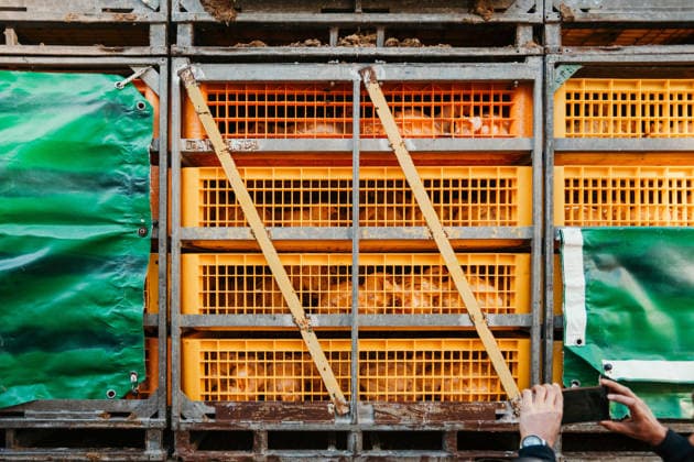 East London Chicken Save Animal rights activists with East London Chicken Save hold a vigil outside Kedassia Poultry in East London, bearing witness to chickens being transported to slaughter. Vigils organised by the group aim to document conditions and offer brief moments of compassion to animals inside transport trucks before they enter the facility., Credit:Harvey Giles Avalon  Copyright: xHarveyxGilesx xAvalonx 1098282382