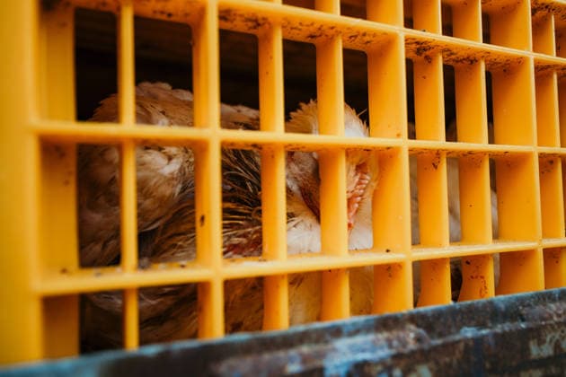 East London Chicken Save Animal rights activists with East London Chicken Save hold a vigil outside Kedassia Poultry in East London, bearing witness to chickens being transported to slaughter. Vigils organised by the group aim to document conditions and offer brief moments of compassion to animals inside transport trucks before they enter the facility., Credit:Harvey Giles Avalon  Copyright: xHarveyxGilesx xAvalonx 1098282741
