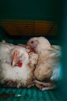East London Chicken Save Animal rights activists with East London Chicken Save hold a vigil outside Kedassia Poultry in East London, bearing witness to chickens being transported to slaughter. Vigils organised by the group aim to document conditions and offer brief moments of compassion to animals inside transport trucks before they enter the facility., Credit:Harvey Giles Avalon  Copyright: xHarveyxGilesx xAvalonx 1098284194