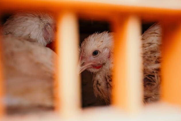 East London Chicken Save Animal rights activists with East London Chicken Save hold a vigil outside Kedassia Poultry in East London, bearing witness to chickens being transported to slaughter. Vigils organised by the group aim to document conditions and offer brief moments of compassion to animals inside transport trucks before they enter the facility., Credit:Harvey Giles Avalon  Copyright: xHarveyxGilesx xAvalonx 1098284507