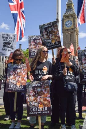 May 12, 2026, London, England, United Kingdom: Activists from the vegan and animal rights campaign group Viva hold placards in Parliament Square during a protest calling on the government to ban cages for hens. Over seven million hens spend their lives in cramped cages on factory farms. London United Kingdom  - ZUMAv130 20260512_zip_v130_014 Copyright: xVukxValcicx