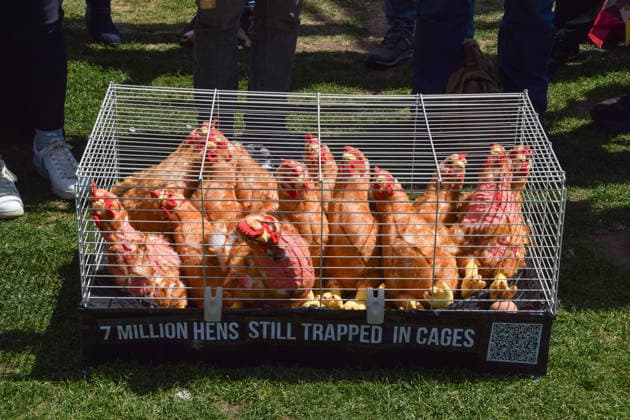 May 12, 2026, London, England, United Kingdom: Activists from the vegan and animal rights campaign group Viva display a cage with plush toy chickens in Parliament Square during a protest calling on the government to ban cages for hens. Over seven million hens spend their lives in cramped cages on factory farms. London United Kingdom  - ZUMAv130 20260512_zip_v130_018 Copyright: xVukxValcicx