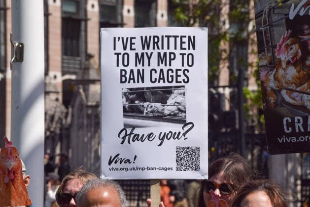 May 12, 2026, London, England, United Kingdom: Activists from the vegan and animal rights campaign group Viva hold placards in Parliament Square during a protest calling on the government to ban cages for hens. Over seven million hens spend their lives in cramped cages on factory farms. London United Kingdom  - ZUMAv130 20260512_zip_v130_023 Copyright: xVukxValcicx
